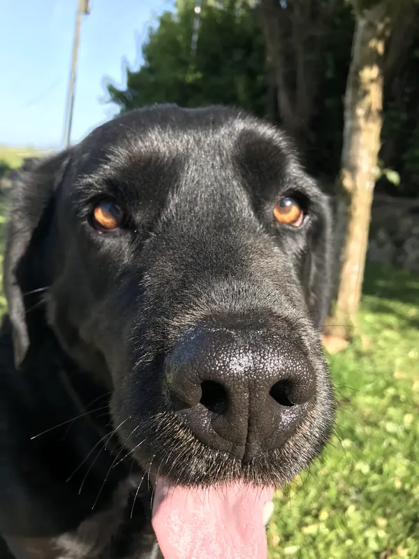 Apollo, close up in the garden
