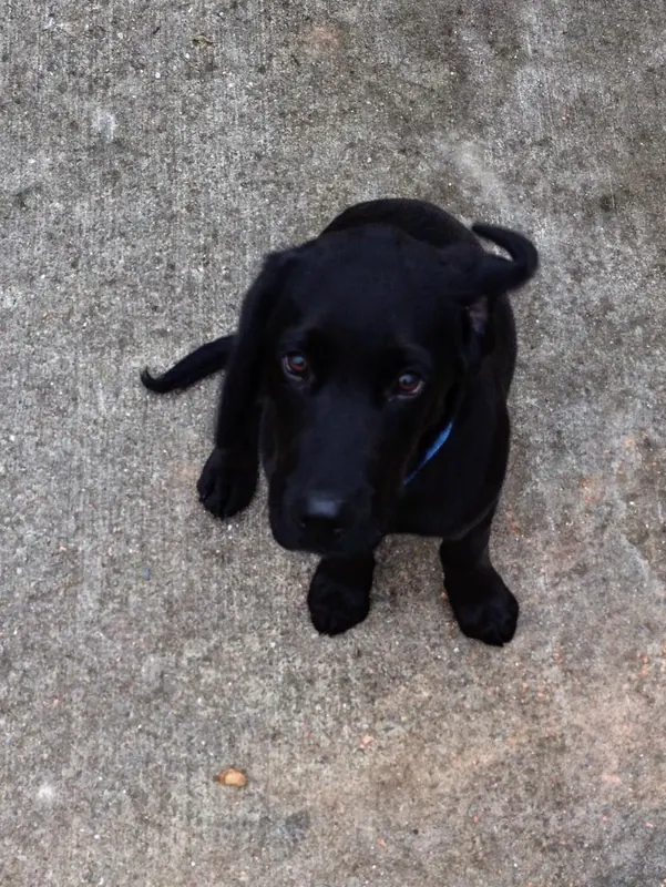 Apollo, T+ 8 weeks: His new forever home