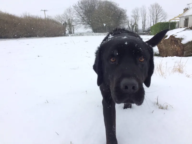 Apollo, T+ 5 years: First proper snow, Beast from the East, Wexford