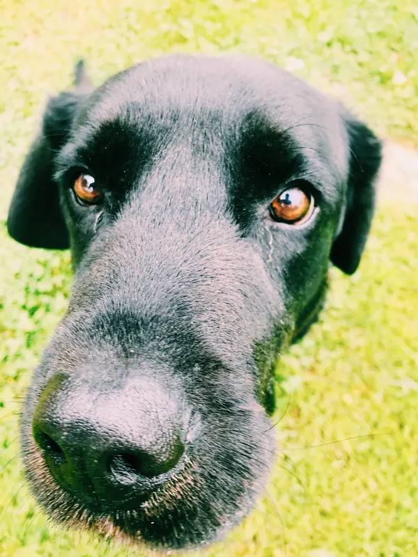 Apollo, T+ 10 years: Nose-first into everything