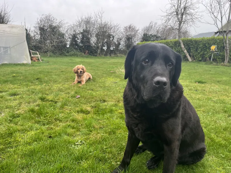 Apollo, T+ 11 years: Big brother to Bobby