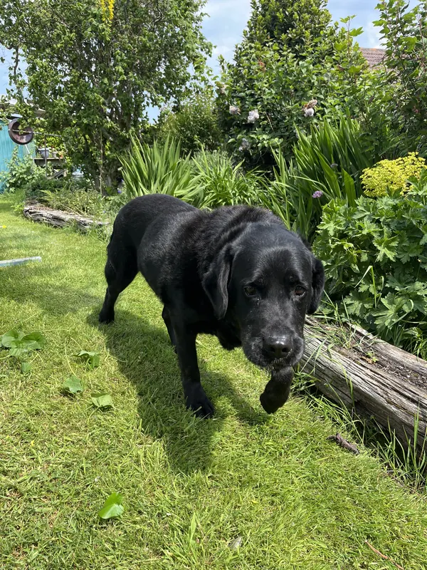 Apollo, T+ 12 years: Garden patrol