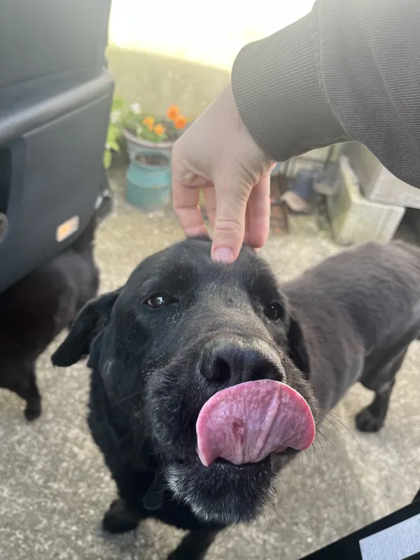 Apollo, T+ 13 years: Grey muzzle, same tongue and cheek